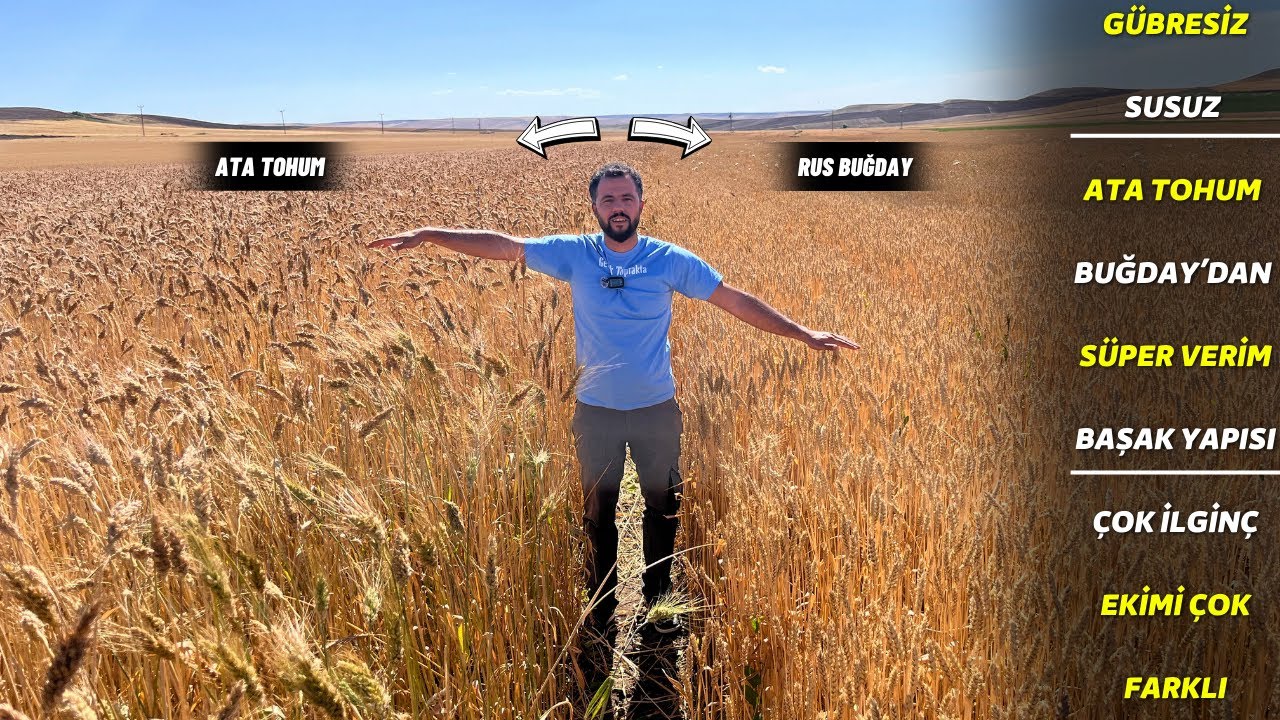 hiç gübre vermeden ata tohum buğdaylar hibrit buğdaylardan hem boy hem de verim olarak farkını koydu