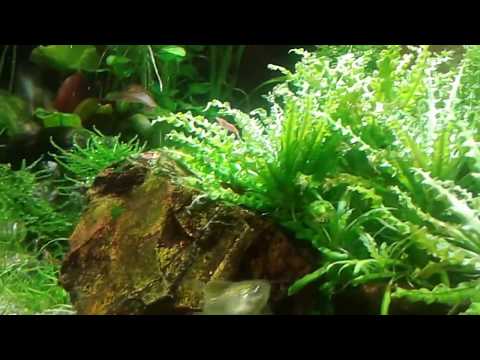 My fish tank. Leopard zebrafish. Funny games. Мой аквариум. Леопардовый данио, веселые ребятки.