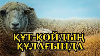 Құт - қойдың құлағында…Ал, сіздің әулетте қалай?