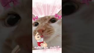 Celebrity ruby chan??-cat version Net Worth