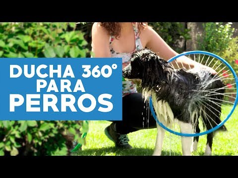 Video: Hágalo usted mismo baños de perros