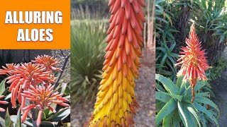 Alluring Aloes