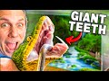 Snake With The Largest Teeth Gets A Cage Upgrade!