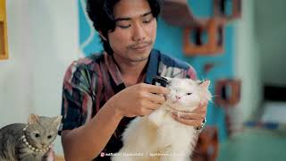 OBAT JAMUR KUCING AMPUH CUKUP SEKALI PAKAI by O Pet LOVE CAT 6,496 views 5 months ago 6 minutes, 28 seconds