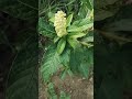पहाड़ी सब्जी जलगा इसके पतीडे बनते हैं बहुत स्वाद ||#youtube #nature #farming #kheti #phadilifestyle