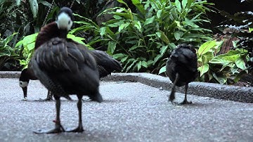 White Faced Whistling Ducks Sony FDR AX100 4K