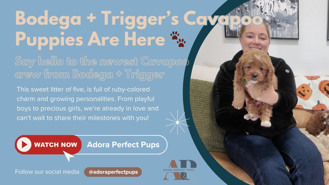 Bodega + Trigger’s Cavapoo Puppies Are Here 🐾 - YouTube