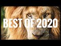 Best of 2020! | Myrtle Beach Safari