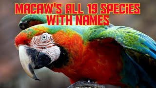Macaw All Species With Names ll Macaw 19 Species ll Parrots Breeding Information