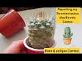 Repotting my strombocactus disciformis cactus rare  unique cactus