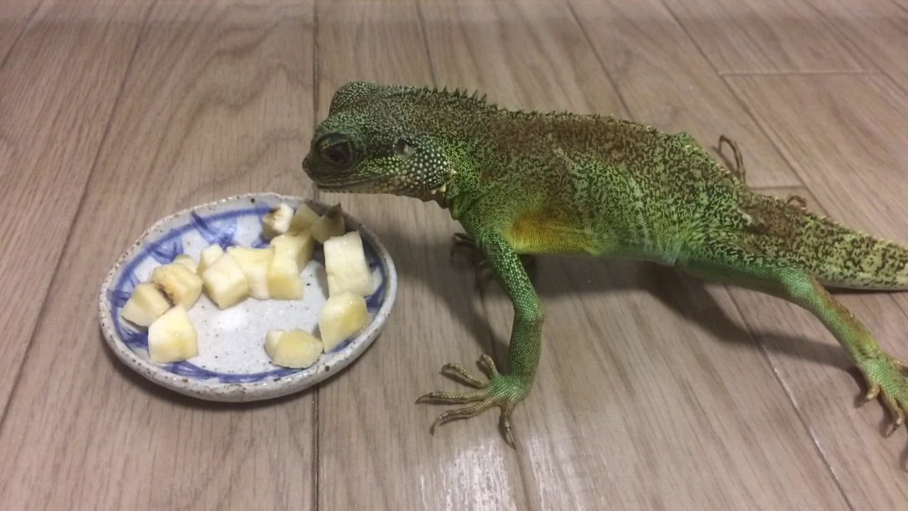 インドシナウォータードラゴン バナナを食べる Chinese Water Dragon Youtube