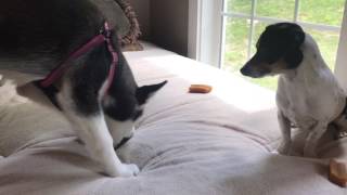 My Husky Loves Antlers (and so does my chiweenie!) by Dear Crissy 740 views 6 years ago 3 minutes, 24 seconds