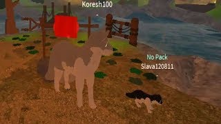 Жизнь ВОЛКА СИМУЛЯТОР роблокс Окружающий мир глазами волка Wolves' Life 3 roblox Жизнь ВОЛКА СИМУЛЯТОР роблокс Окружающий мир глазами волка Wolves' Life 3 roblox