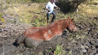 Shocking!! 2000 lb horse stuck in a bog offgrid with no heavy equipment or help around!