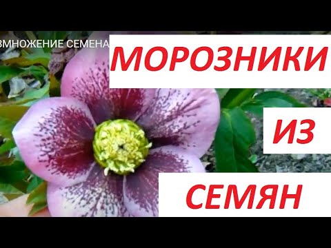 МОРОЗНИКИ - РАЗМНОЖЕНИЕ СЕМЕНАМИ . (МНОГОЛЕТНИЕ РАСТЕНИЯ ИЗ СЕМЯН )