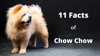 11 FACTS YOU NEED TO KNOW BEFORE BUYING A CHOW CHOW