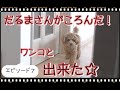 突如始まった！「だるまさんがころんだ。」ワンコと出来るの？？出来ました(笑)！【１０ヶ月のトイプードル】