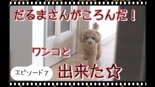 突如始まった！「だるまさんがころんだ。」ワンコと出来るの？？出来ました(笑)！【１０ヶ月のトイプードル】