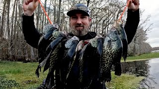 Vertical Jiggin' Black Crappie on Withlacoochee River