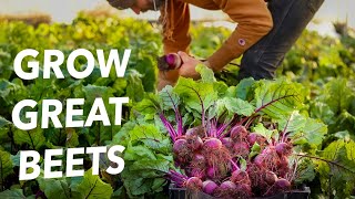 How to Grow Beets All Year