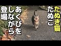 お腹ぽっちゃりキジトラたぬき猫のたぬこちゃん、お散歩かと思ったらお手洗いだった😸（撮影してごめんね😸）（野良猫•地域猫）🐈