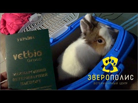 Video: How To Fill Out An International Veterinary Passport