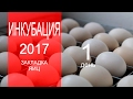 Закладка яиц в инкубатор 31 января 2017г