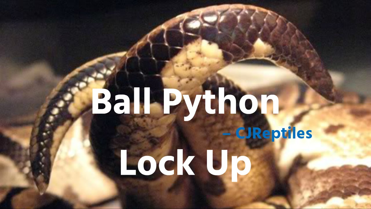 eggs florentine Ball Python - Champagne Pastel x Pastel Lock Up
