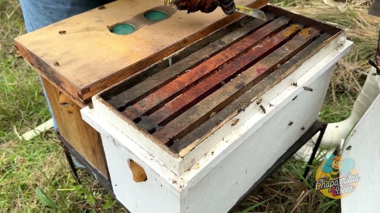 Núcleos tipo abanico a los 7 días, esto pasó.#elfantasmitawily #apicultura #chaparritasbeescajamarca