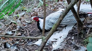 Hmoob Lub Neej Nyob Toj Siab 2292025