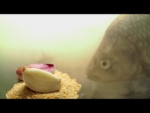 Видео: ТАК ВОТ ОТ ЧЕГО Карась ДУРЕЕТ! Пшено с чесноком! Подводная съемка