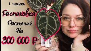 Распаковка растений . Совместная закупка антуриумов . Купила растений на 300 тысяч .