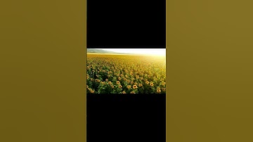 LUISA peaceful ambient music soothing, relaxing  - UDO Super Gemini  #shorts #ambientmusic