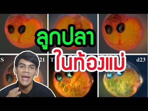 พัฒนาการ ของลูกปลาหางนกยูงในท้องแม่