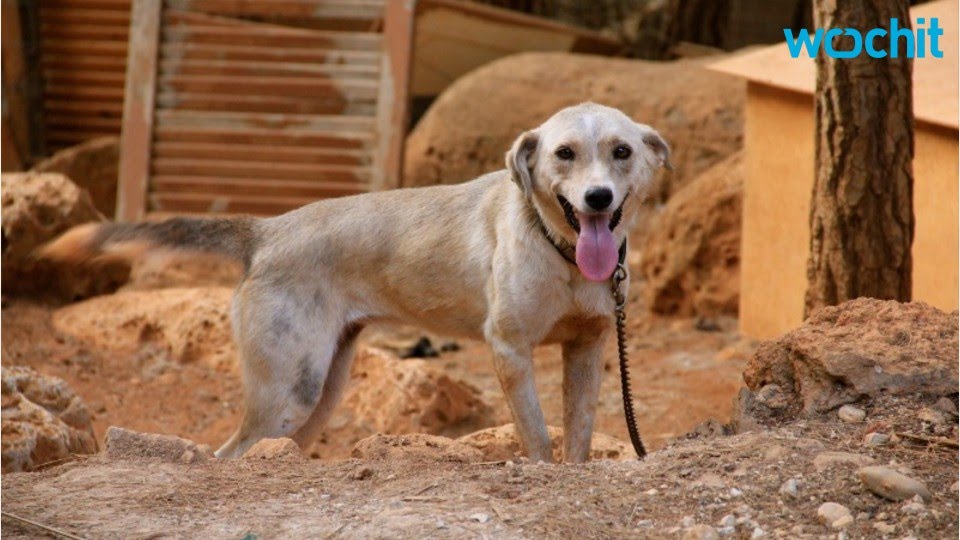 can dogs laugh can dogs laugh can dogs laugh can dogs laugh