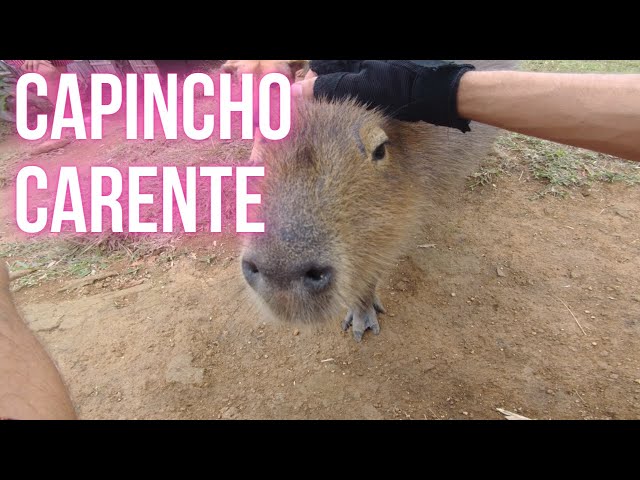 CapCut_Filó A Capivara