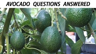 Your Avocado Growing Questions Answered - Tips For Growing Great Avocados