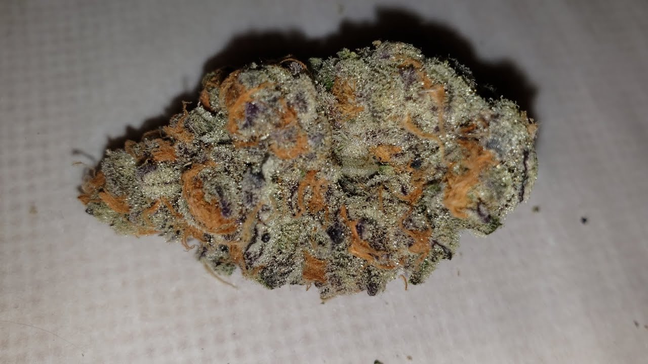 RDWC - Purple Punch - Final Harvest - Part 2