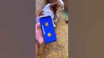 Talk with animals,Birds with the help of Mobile phone.