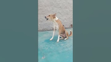 Thumbnail of dog sound dog barking loud#shorts #viralshorts #trendingshorts||desi dog barking loudly