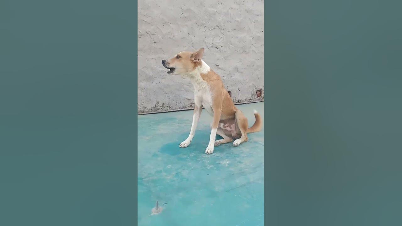 dog sound dog barking loud#shorts #viralshorts #trendingshorts||desi dog barking loudly