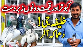 Kabootar Or Qemat Dono Zabardast🔥 || 0320-5095-644 || Khalifa Gee Dhamaka Offer