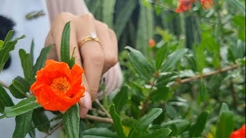 Lựu đỏ ấn độ trồng bao lâu Ra Trái _ Cách Chăm sóc Lựu Ấn Độ