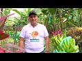 Equifruit - How are Fairtrade bananas harvested in Ecuador?