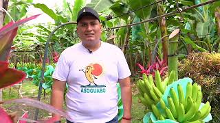 Equifruit  How are Fairtrade bananas harvested in Ecuador?