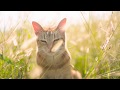 Bedford Stoner - This time around (Official Video)
