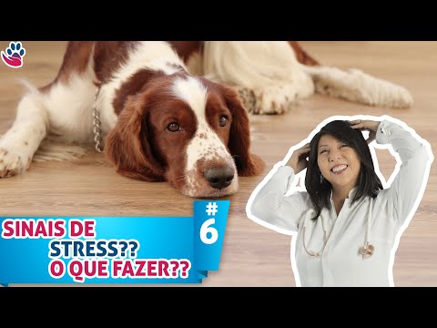 Vídeo: Por que o tédio poderia estar estressando seu animal de estimação