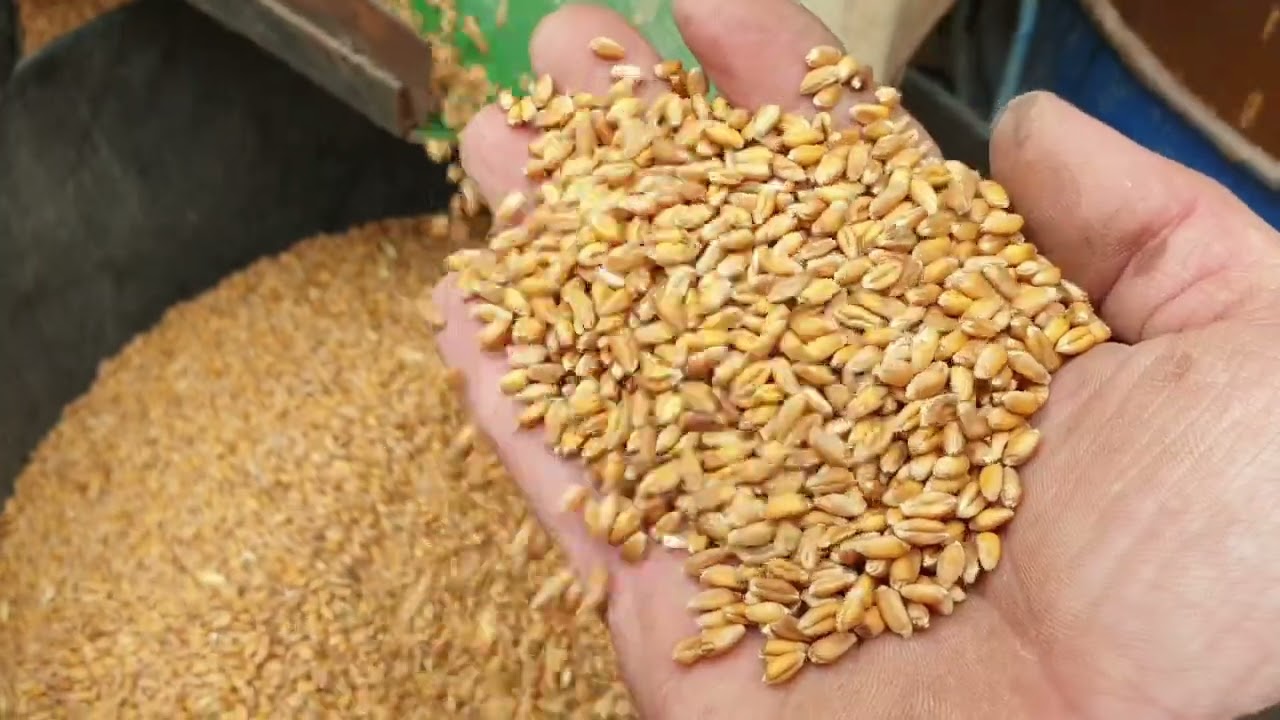 Homemade Grain Selector | DIY Grain Sorting Machine in Action