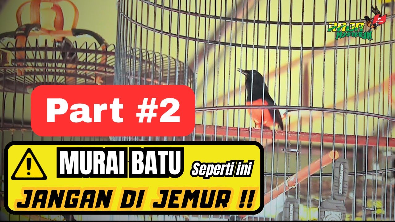MURAI BATU YANG TIDAK COCOK DIJEMUR. Part #2