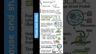 Essential DNA vs RNA Differences: Study Guide Pause #biology